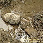 IMG_8395.jpg