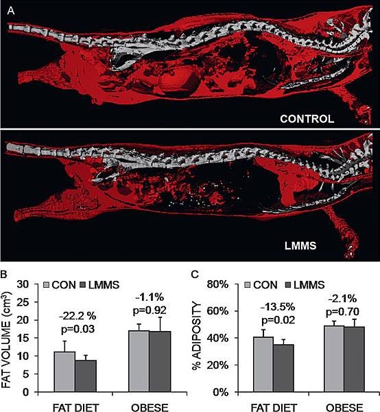 ste cell to bone and supress fat cell