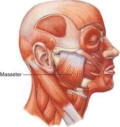 masseter.jpg