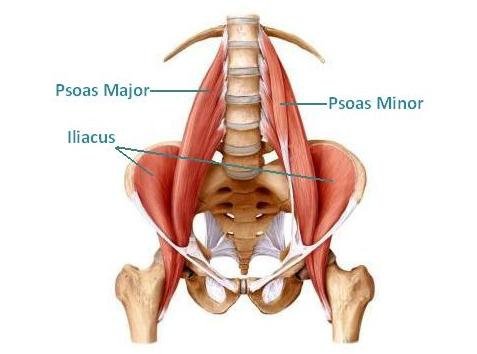 251012045125hip flexors labelled.jpg