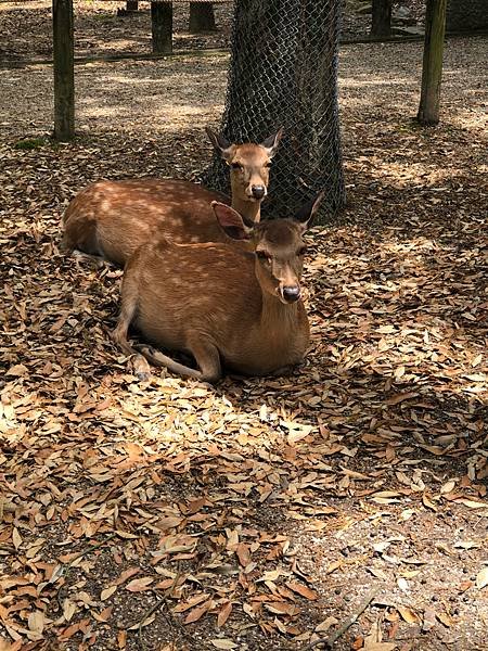 立山黑部-3奈良公園-梅花鹿
