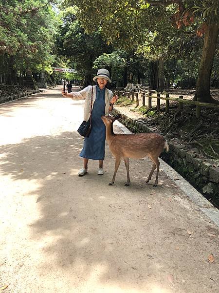 立山黑部-3奈良公園-梅花鹿