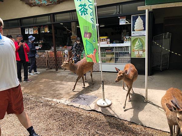 立山黑部-3奈良公園-梅花鹿