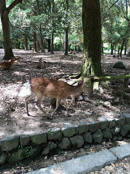 立山黑部-3奈良公園-梅花鹿