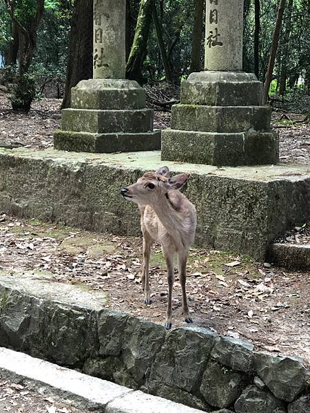 立山黑部-3奈良公園-梅花鹿
