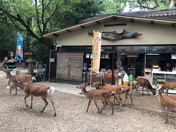 立山黑部-3奈良公園-梅花鹿