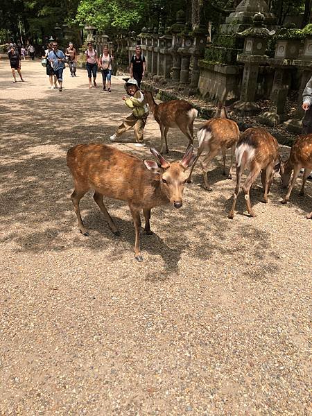 立山黑部-3奈良公園-梅花鹿