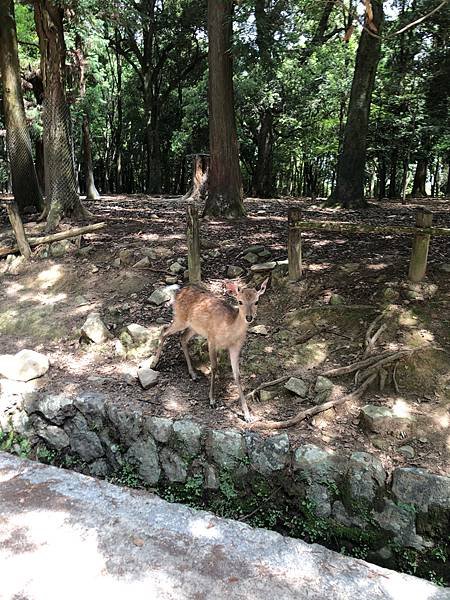 立山黑部-3奈良公園-梅花鹿