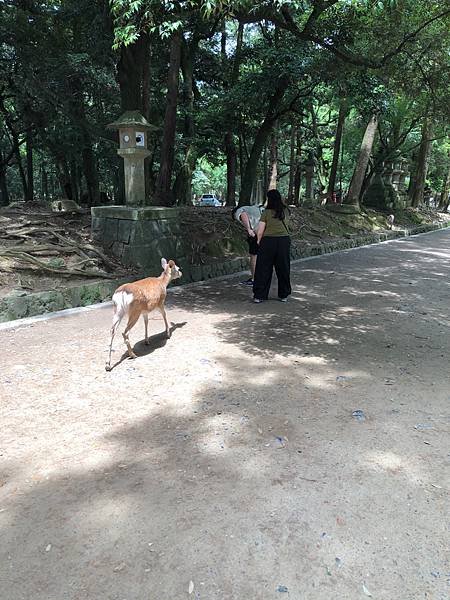 立山黑部-3奈良公園-梅花鹿