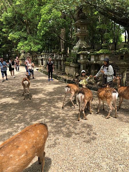 立山黑部-3奈良公園-梅花鹿