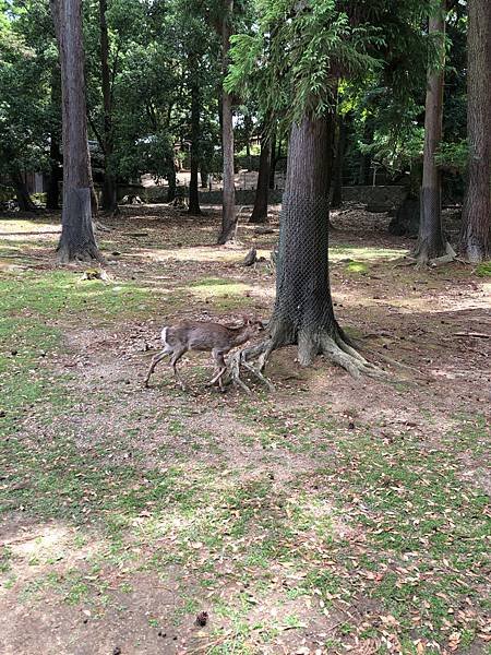 立山黑部-3奈良公園-梅花鹿