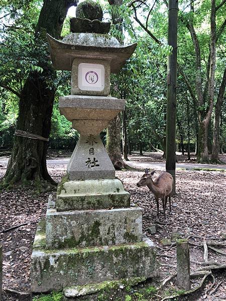 立山黑部-3奈良公園-梅花鹿