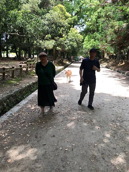 立山黑部-3奈良公園-梅花鹿