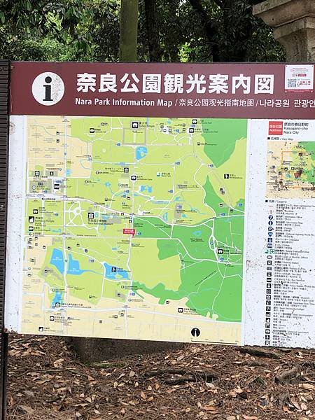 立山黑部-3奈良公園-梅花鹿