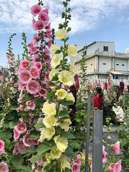 大甲區岷山里蜀葵花海