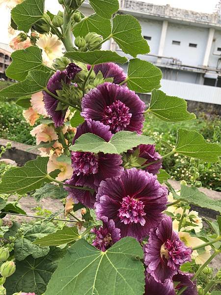 大甲區岷山里蜀葵花海