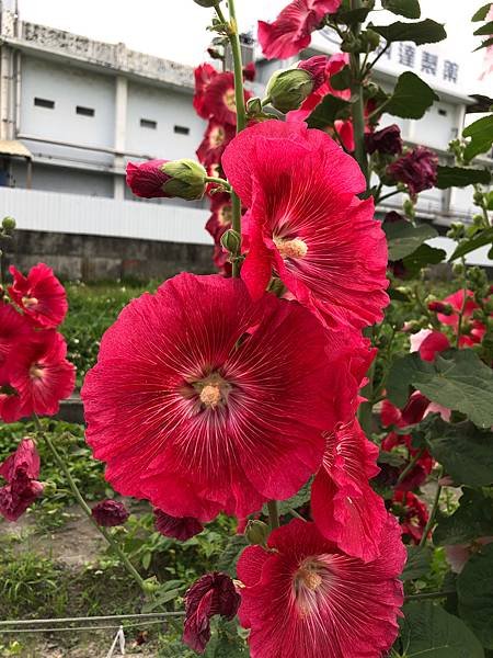 大甲區岷山里蜀葵花海