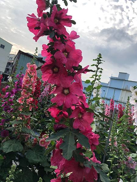 大甲區岷山里蜀葵花海