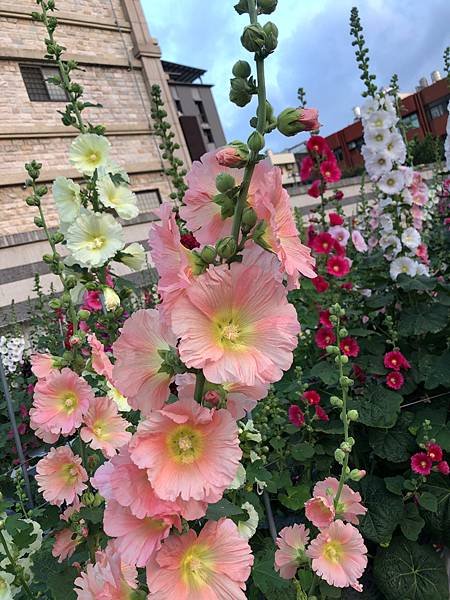 大甲區岷山里蜀葵花海