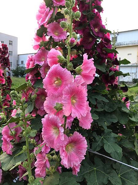 大甲區岷山里蜀葵花海
