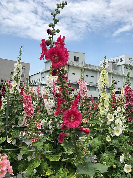 大甲區岷山里蜀葵花海