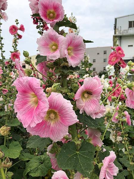 大甲區岷山里蜀葵花海