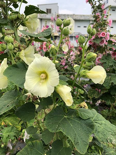 大甲區岷山里蜀葵花海
