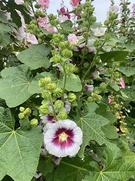 大甲區岷山里蜀葵花海