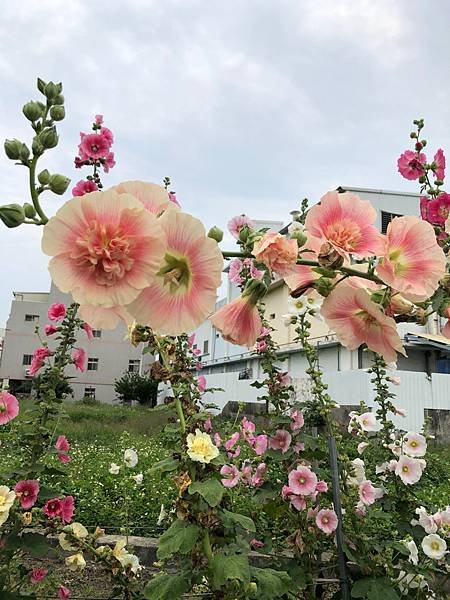 大甲區岷山里蜀葵花海