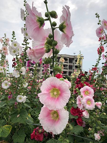 大甲區岷山里蜀葵花海