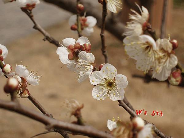 南京梅花山IMG_2221梅花季