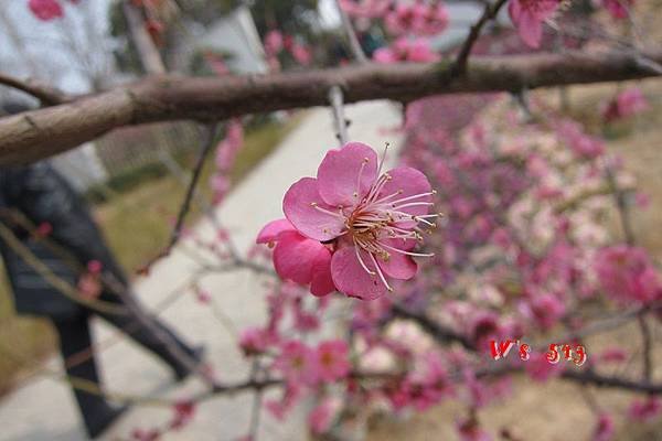 南京梅花山IMG_2241梅花季