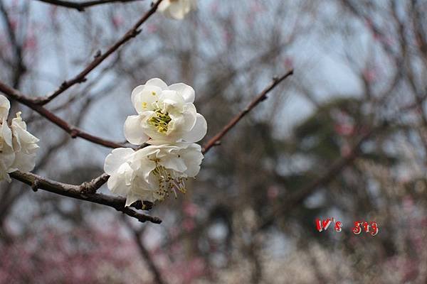 南京梅花山IMG_2812梅花季