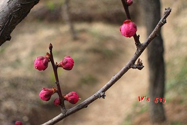 南京梅花山IMG_2813梅花季