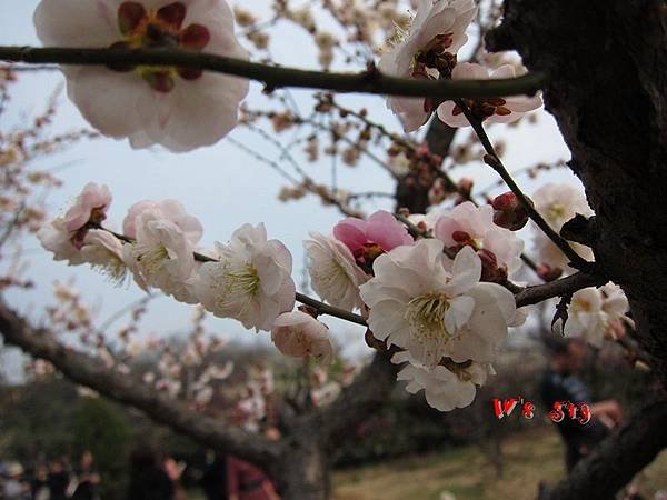 南京梅花山IMG_2823梅花季