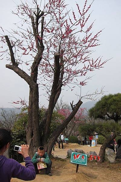 南京梅花山IMG_2842梅花季