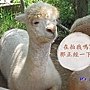 天馬牧場IMG_1070后里月眉