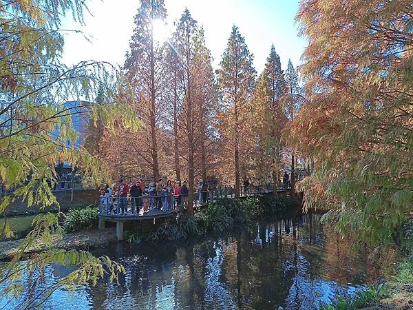 【新北龜山美景】由綠葉變成紅裝落雨松湖畔夢幻美景—長庚養生文