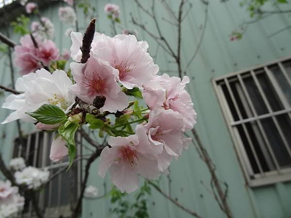 DSC02276