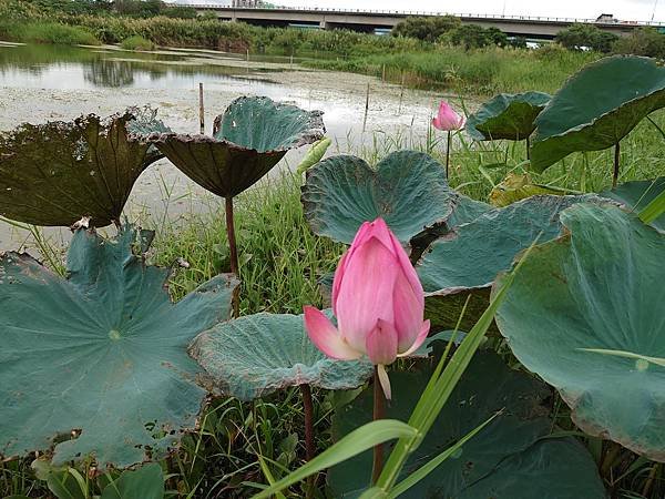 2023浮洲藝術河濱公園Ubike騎遊賀國慶