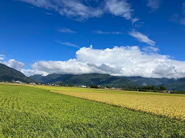 2023.10台東池上稻穗藝術節４-伯朗大道&amp;天堂路