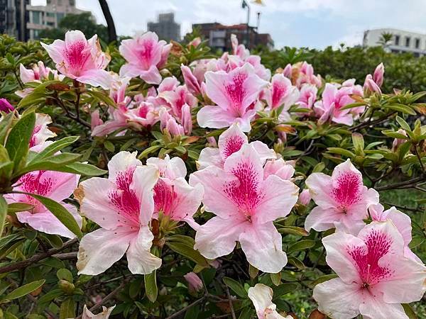 士林官邸正館參觀