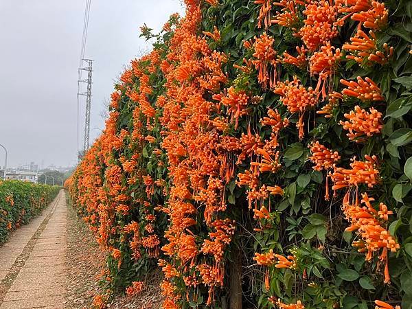 苗栗莓好之旅１。銅鑼炮仗花海公園