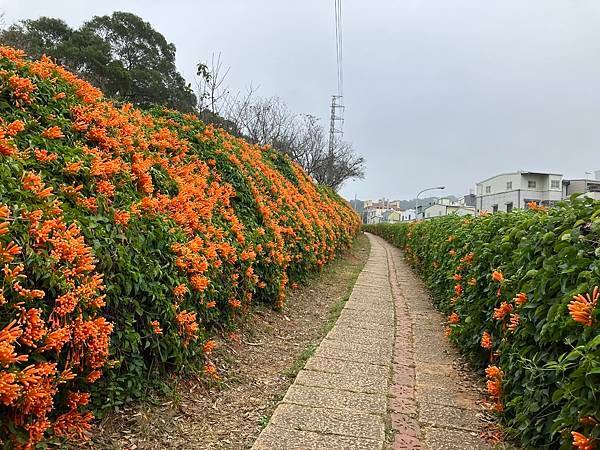 苗栗莓好之旅１。銅鑼炮仗花海公園