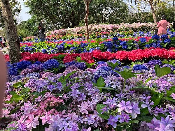 大安森林公園繡球花開