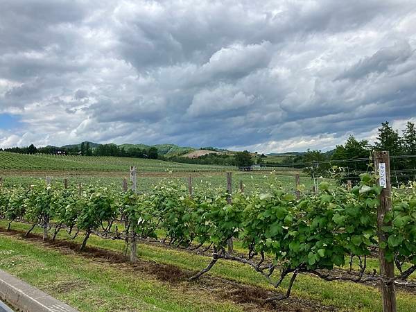 北海道自由行花海之旅５—富良野。六花亭