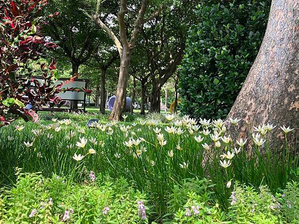 臺北典藏植物園。蕨類水苔球體驗