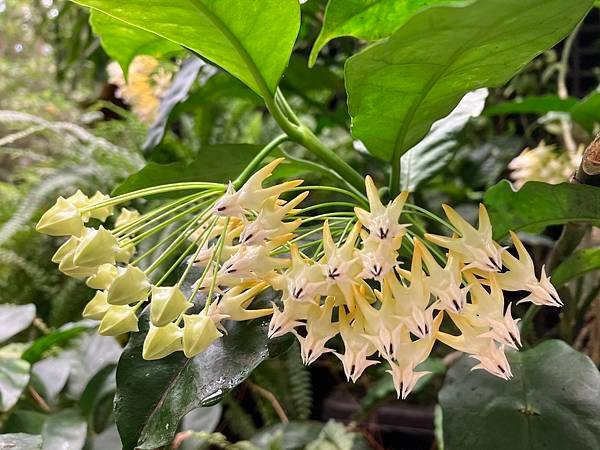 臺北典藏植物園。蕨類水苔球體驗