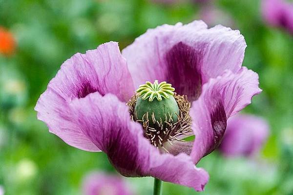 poppy-flower-776066_640.jpg