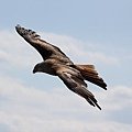 birds-217591_640.jpg